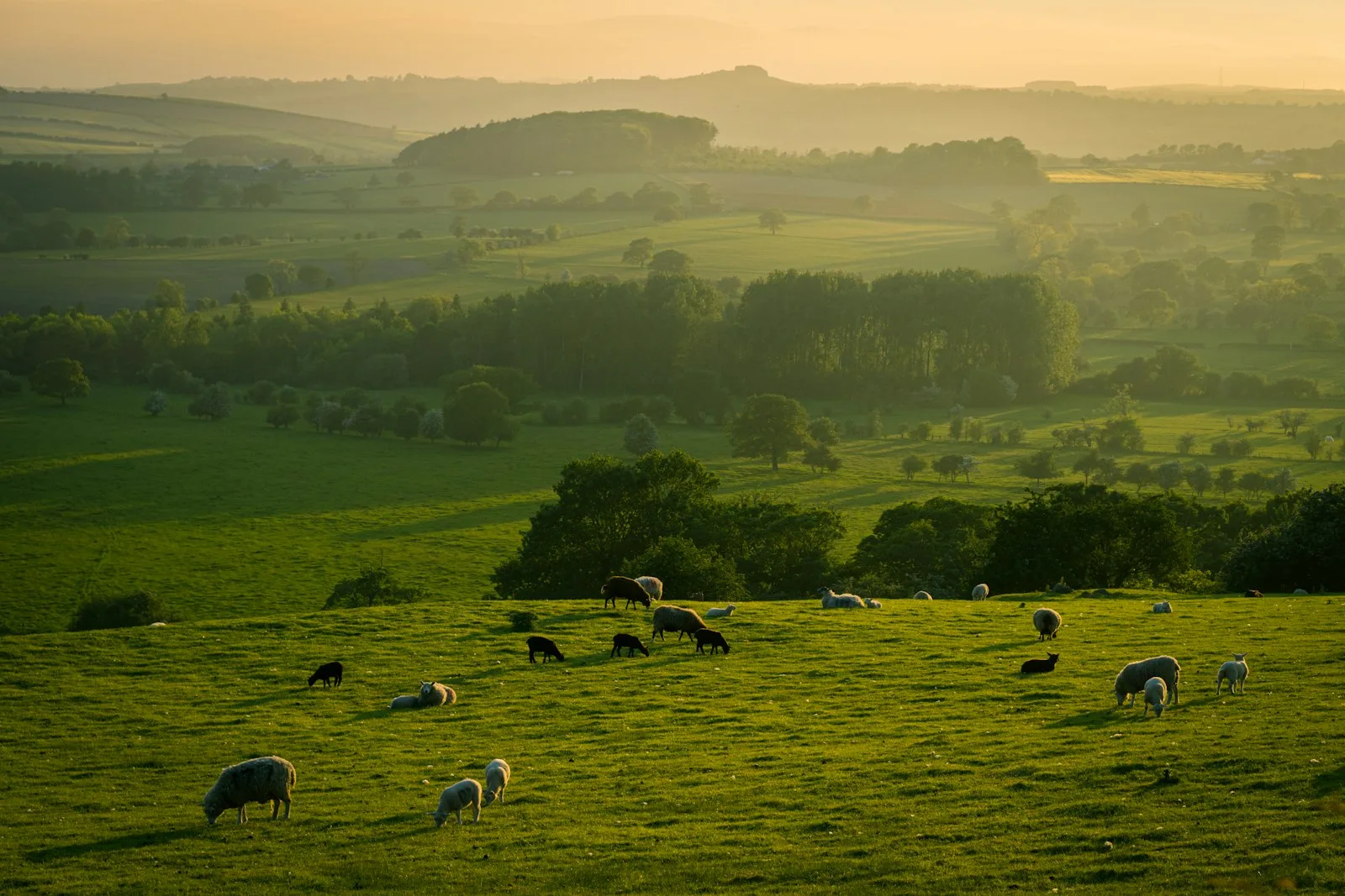 Bluetongue 2026–27: the new season's first cases, and the movement rules that apply now
