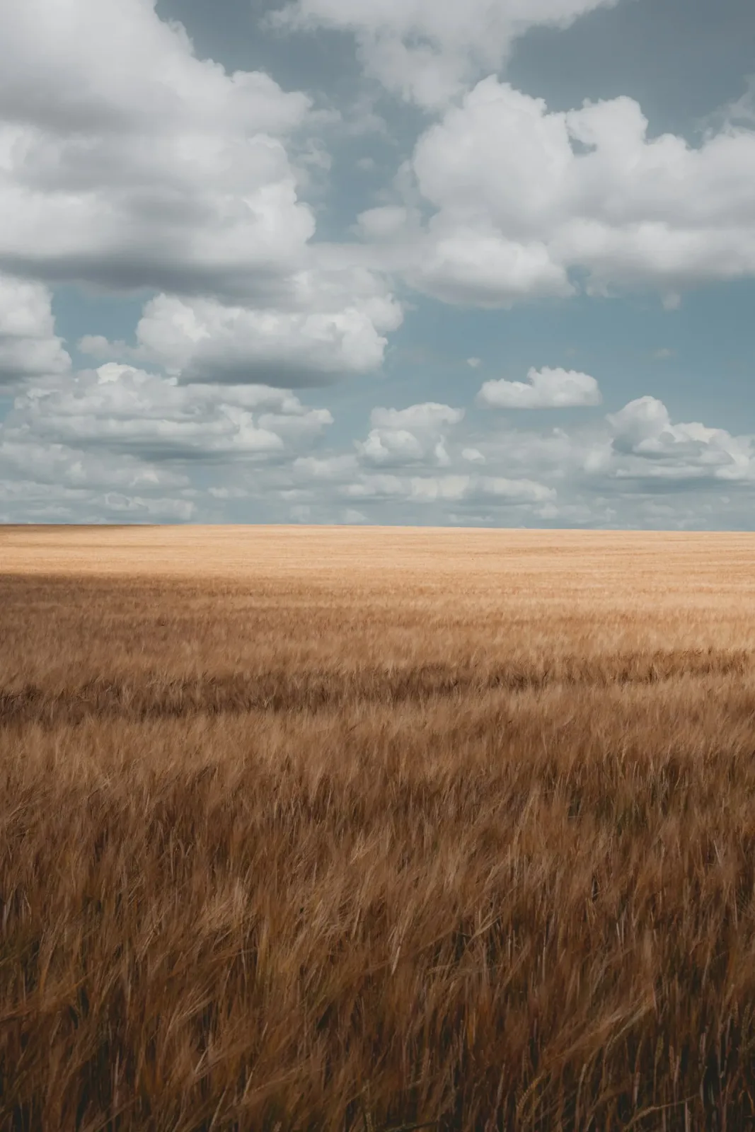 Dry spring leaves UK winter wheat under stress: what the June 2026 AHDB data shows