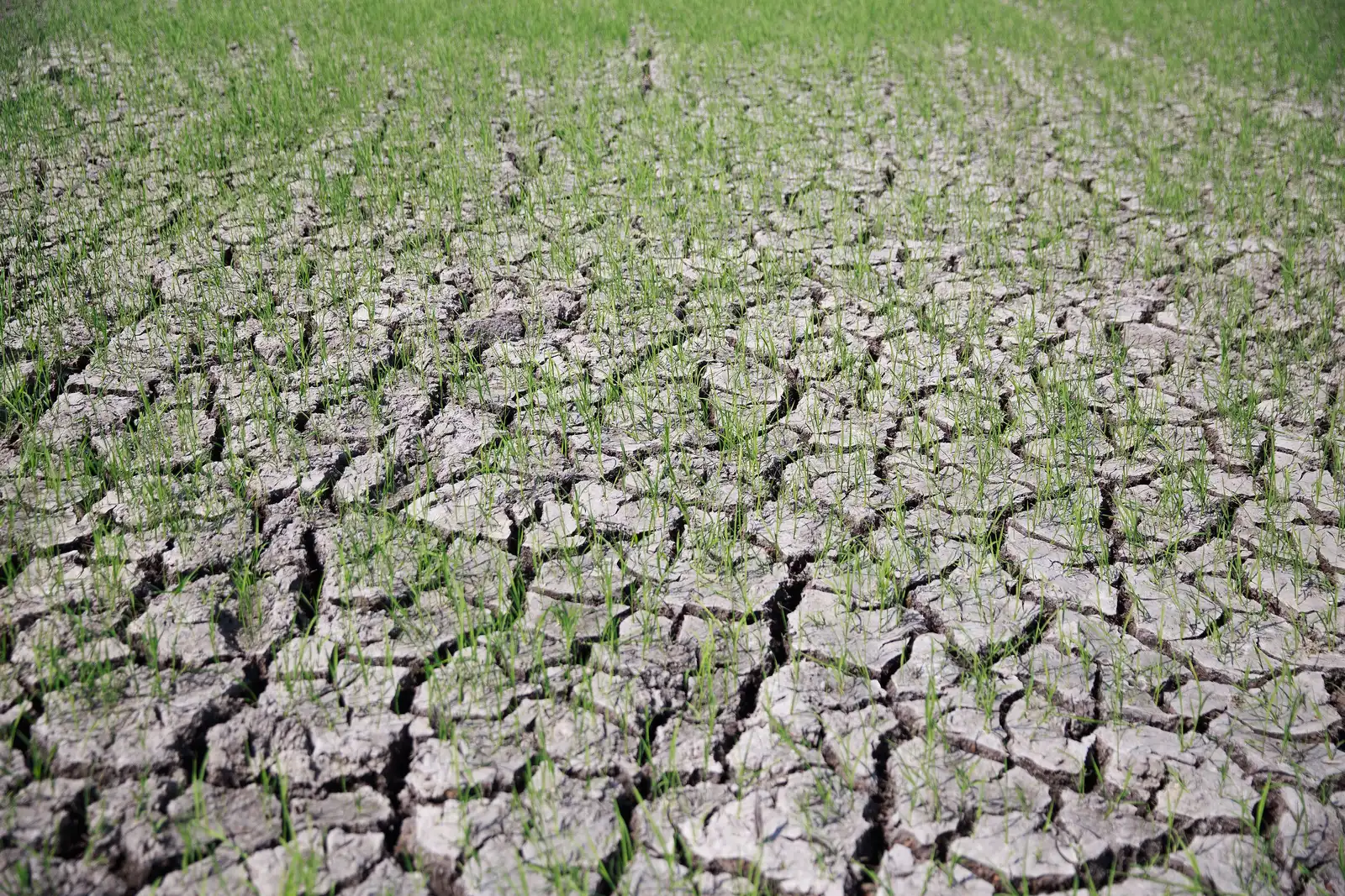 Drought help has landed: an extra £50m for SFI, a reservoir grant on the way — and rule changes you can use today